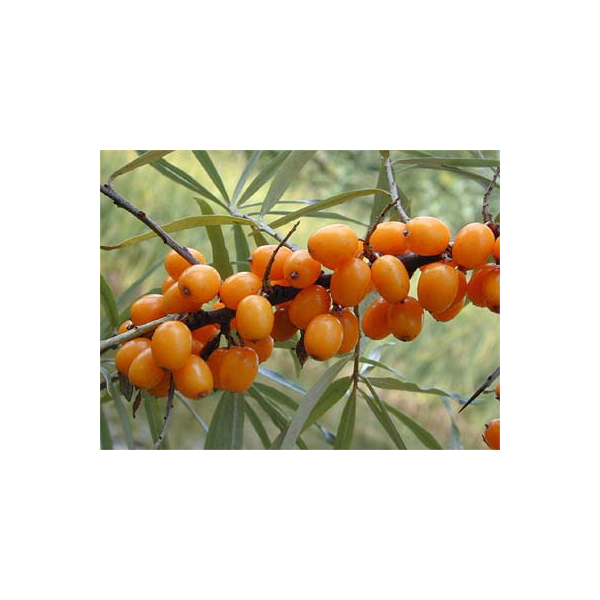 Argousier baies en gélules