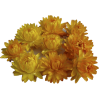 Huile essentielle Hélichryse de Madagascar Bio (Helichrysum gymnocephalum)