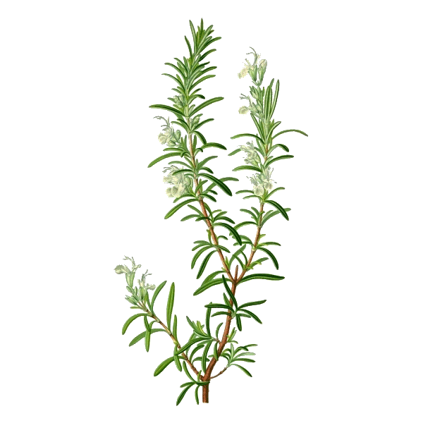 Romarin bio feuille en gélules (Rosmarinus officinalis)