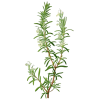 Romarin bio feuille en gélules (Rosmarinus officinalis)