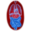 Balai Intestinal mélange en poudre Régénération
