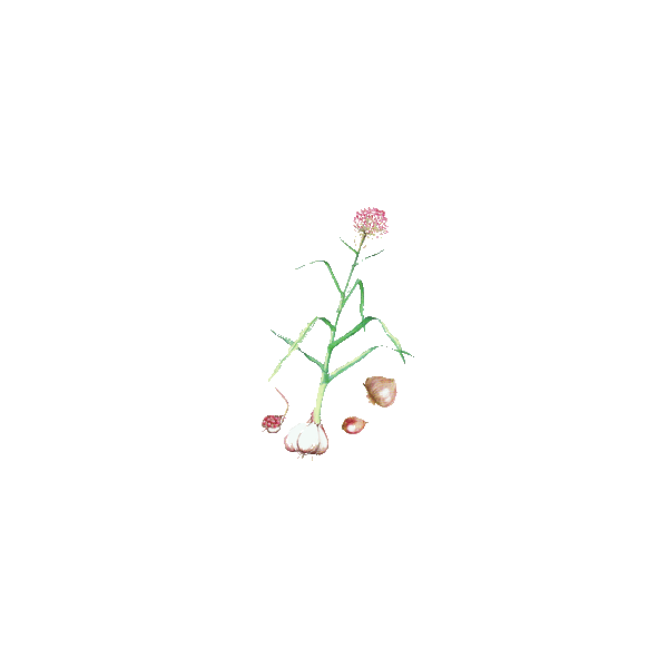 Ail BIO en gélules (Allium sativum)