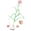 Ail BIO en gélules (Allium sativum)