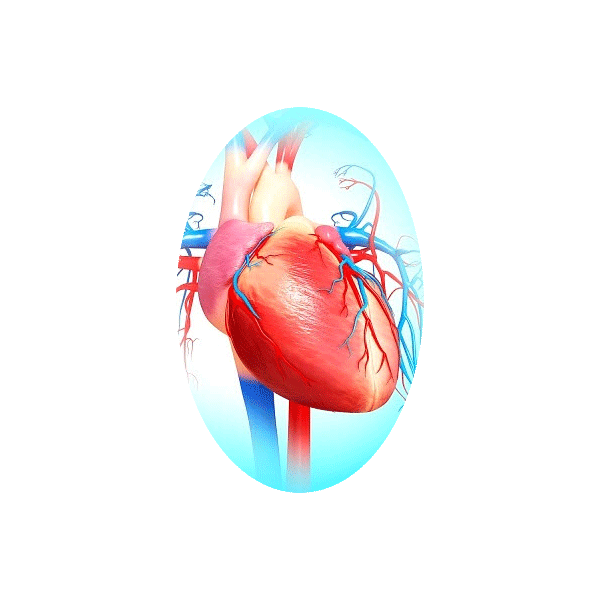 Cardiocool mélange en gélules Régénération