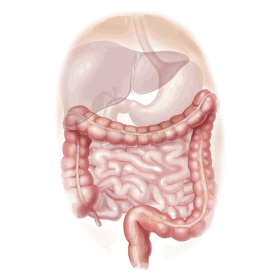 Inflestins mélange en gélules Régénération