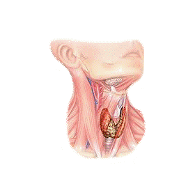 Thyrovie mélange en gélules Régénération