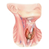 Thyrovie mélange en gélules Régénération
