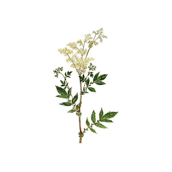 Reine des prés BIO en gélules (Filipendula ulmaria)