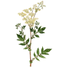 Reine des prés BIO en gélules (Filipendula ulmaria)