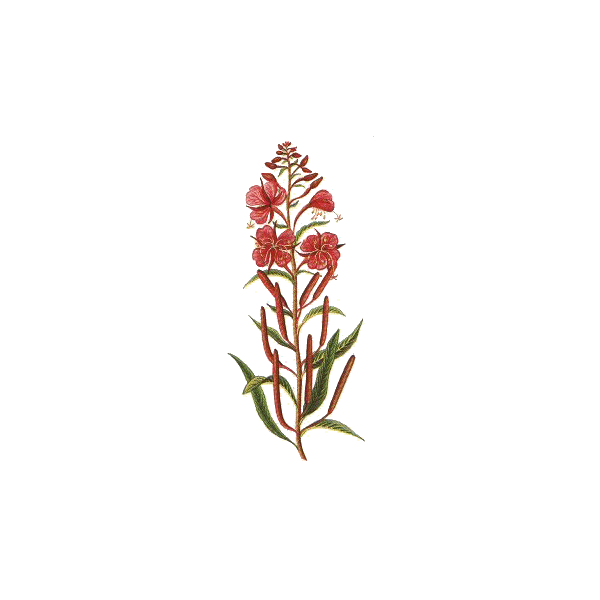 Epilobe BIO en gélules (Epilobium angustifolium - Prostate)