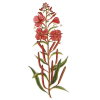 Epilobe BIO en gélules (Epilobium angustifolium - Prostate)