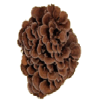 Maïtaké BIO (Maï-Ta-Ké) en gélules (Grifola frondosa)