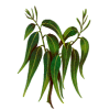 Huile essentielle Eucalyptus Mentholé BIO (Eucalyptus dives)