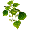Tilleul Aubier BIO en gélules (Tillia tomentosa)