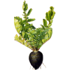 Radis noir Bio en gélules (Raphanus sativus var niger)