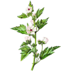 Guimauve racine BIO en gélules (Althaea officinalis) - Contre les inflammations