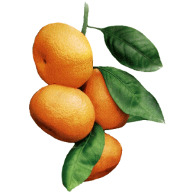 Huile essentielle Mandarine Jaune (Citrus reticulata Blanco)