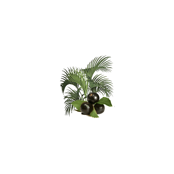 Açaie Bio en gélules (Euterpe oleracea)