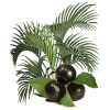 Açaie Bio en gélules (Euterpe oleracea)