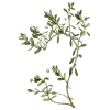 Bacopa Brahmi extrait BIO à 20% bacosides en gélules