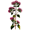 Marjolaine Bio en gélules (Origanum majorana)