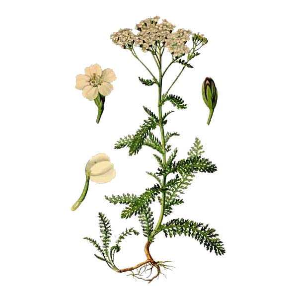 Achillée Millefeuille en gélules (Achillea millefolium)