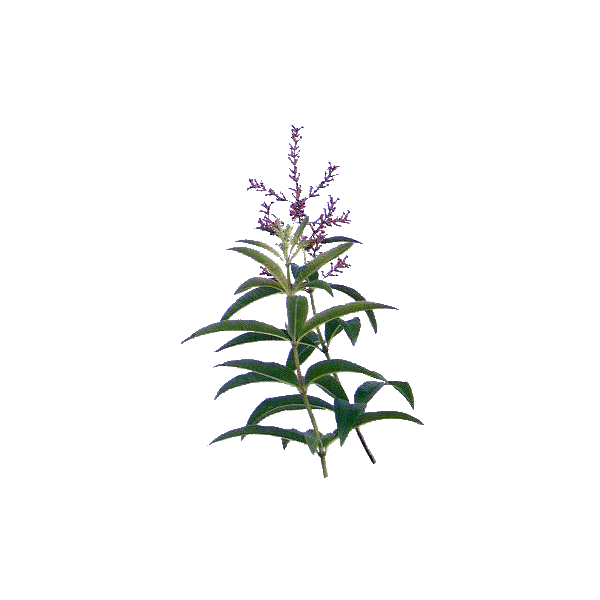 Verveine Odorante Bio en gélules (Lippia citriodora)