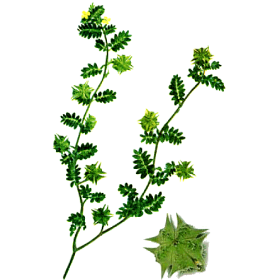 Tribulus terrestris Bio en gélules (aphrodisiaque naturel)