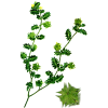Tribulus terrestris Bio en gélules (aphrodisiaque naturel)
