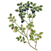 Myrtille feuilles BIO en gélules (Vaccinum myrtillus)
