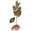 FRAGON Petit Houx en gélules (Ruscus aculeatus)