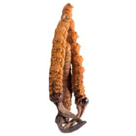 Cordyceps Sinensis BIO en gélules (Tonus sexuel)