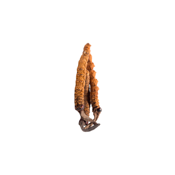 Cordyceps Sinensis BIO en gélules (Tonus sexuel)