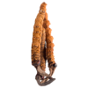 Cordyceps Sinensis BIO en gélules (Tonus sexuel)