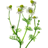 Camomille Matricaire fleurs BIO en gélules