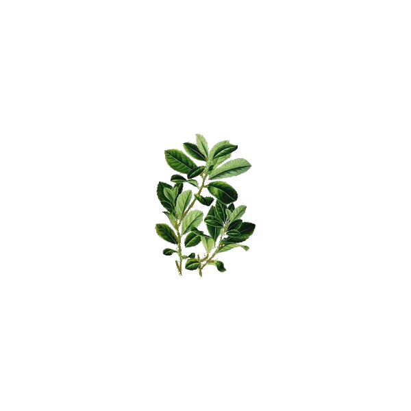 Maté vert en gélules (Ilex paraguariensis)