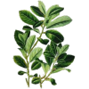 Maté vert en gélules (Ilex paraguariensis)