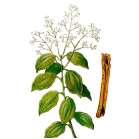 Cannelle de Ceylan écorce BIO en gélules