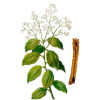 Cannelle de Ceylan écorce BIO en gélules