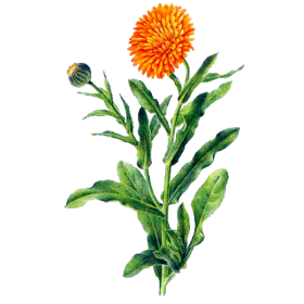 Souci fleur BIO en gélules (Calendula officinalis)
