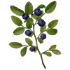 Baies de myrtille BIO en gélules (extrait - vaccinium myrtillus)
