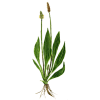 Plantain feuille BIO en gélules (Plantago lanceolata)