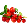 Cranberry Canneberge extrait  BIO en gélules