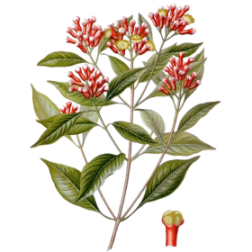 Clous de Girofle BIO en gélules (Eugenia caryophyllata)