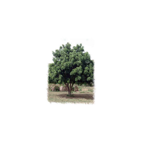 Huile végétale vierge de NEEM Bio*