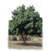 Huile végétale vierge de NEEM Bio*