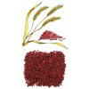 Levure de riz rouge extrait en gélules (Monascus purpureus)