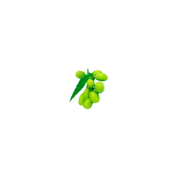 Huile végétale vierge de NEEM Bio*