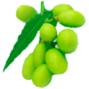 Huile végétale vierge de NEEM Bio*
