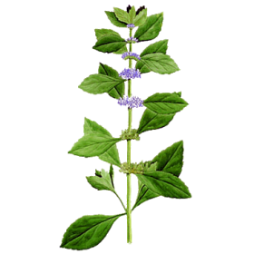Huile essentielle Menthe Bergamote ou Citronnée BIO (Mentha citrata)